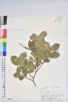 藏品(側花木藜蘆)的圖片