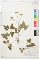 藏品(日本黃蓮)的圖片