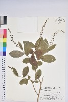 藏品(側花木藜蘆)的圖片