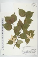 藏品(四照花)的圖片