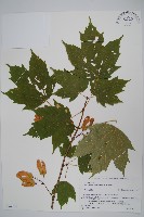 藏品(鬼槭)的圖片