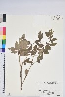 藏品(日本扁枝越桔)的圖片