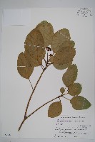 藏品(三菱果樹參)的圖片