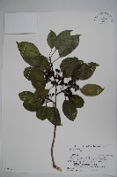 藏品(鐵冬青)的圖片