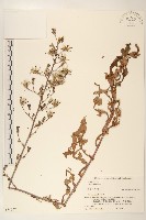 藏品(鵝仔草)的圖片