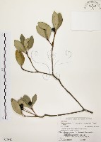 藏品(厚葉石斑木)的圖片