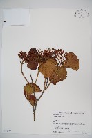 藏品(莢迷)的圖片