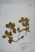 藏品(頂蕊三角咪)的圖片