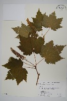 藏品(花楷槭)的圖片