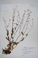 藏品(勿忘草)的圖片