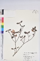 藏品(興安杜鵑，野杜鵑)的圖片