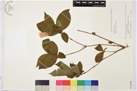 藏品(褐毛鐵線蓮)的圖片