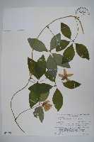 藏品(羊乳、四葉參)的圖片