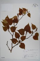 藏品(岳樺)的圖片