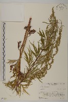 藏品(紅足蒿)的圖片