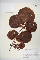 藏品(假繡球)的圖片