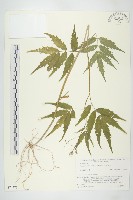 藏品(白花碎米薺)的圖片