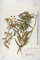藏品(山柳菊)的圖片