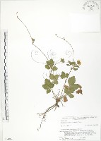 藏品(蛇莓、地莓、龍吐珠)的圖片