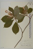 藏品(華東山柳)的圖片