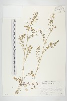 藏品(水花菜)的圖片