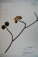 藏品(假繡球)的圖片