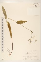 藏品(齒緣苦實)的圖片