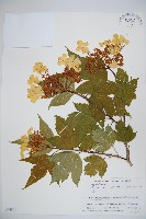 藏品(雞樹條莢迷)的圖片