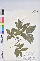 藏品(側花木藜蘆)的圖片