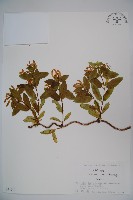 藏品(忍冬、金銀花)的圖片