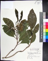 藏品(紅頭李欖, 蘭嶼李欖)的圖片