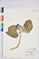 藏品(蟲屎)的圖片