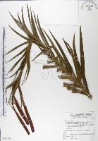 藏品(粗莖麝香百合、糙莖麝香百合、鐵炮百合)的圖片