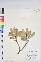 藏品(蘭嶼土沉香)的圖片