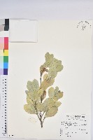 藏品(白樹仔)的圖片