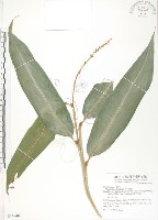 藏品(呂宋月桃)的圖片