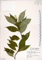 藏品(華八仙)的圖片