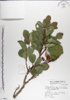 藏品(呂宋毛蕊木)的圖片