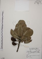 藏品(大葉山欖、臺灣膠木)的圖片