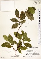 藏品(菲律賓榕)的圖片