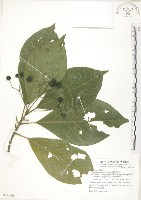 藏品(錫蘭玉心花)的圖片