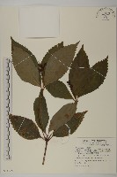 藏品(草珊瑚、紅果金粟蘭)的圖片