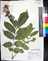 藏品(蘭嶼椌木)的圖片