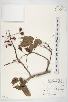 藏品(紅葉藤)的圖片