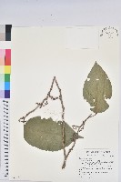 藏品(紅頭五月茶)的圖片