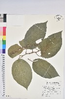 藏品(紅頭五月茶)的圖片