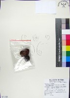 藏品(蘭嶼肉豆蔻)的圖片