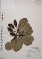 藏品(大葉山欖、臺灣膠木)的圖片