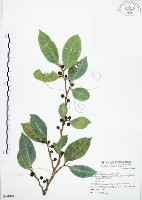 藏品(白肉榕)的圖片