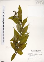 藏品(華八仙)的圖片